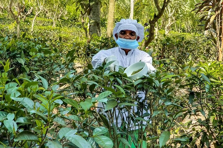 Southern Coast Highlights from Colombo - Photo 1 of 10